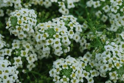 Sweetness® Lobularia Yellow 