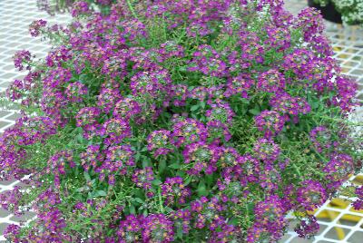 Lobularia Sweetness® 'Dark Purple'