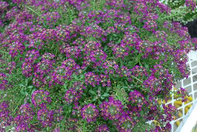 Lobularia Sweetness® 'Dark Purple'