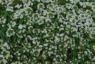 Awesome® Lobularia White Improved