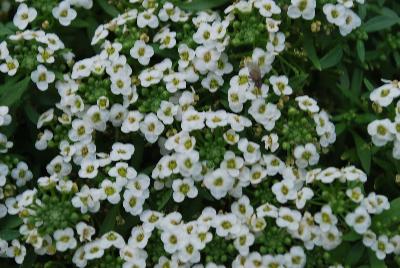 Lobularia Awesome® 'White Improved'