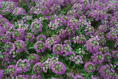 Lobularia Awesome® 'Lilac'