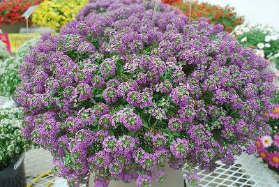 Awesome® Lobularia Lilac 