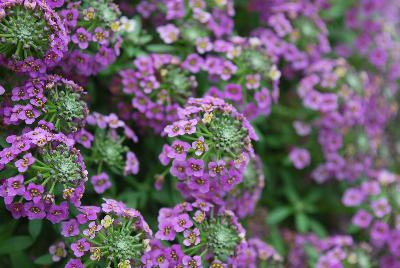 Lobularia Awesome® 'Lilac'