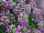 Cohen Propagation Nurseries: Lobularia  'Lilac' 