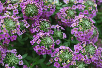 Lobularia Awesome® 'Lilac'