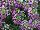 Cohen Propagation Nurseries: Lobularia  'Lilac' 