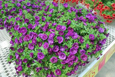 Cohen Propagation Nurseries: Caloha® Calibrachoa Double Blue 