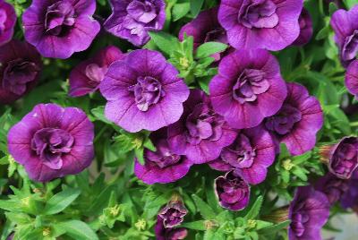 Cohen Propagation Nurseries: Caloha® Calibrachoa Double Blue 