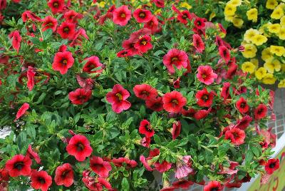 Calibrachoa Caloha® 'Coral Red Ring'