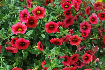 Calibrachoa Caloha® 'Coral Red Ring'