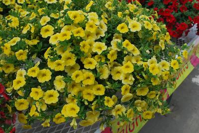 Calibrachoa Caloha® 'Lime Yellow'