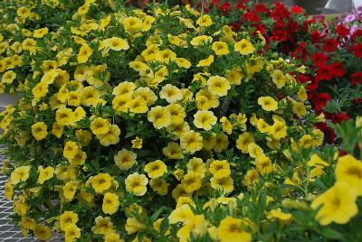 Cohen Propagation Nurseries: Caloha® Calibrachoa Lime Yellow 