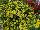 Cohen Propagation Nurseries: Calibrachoa  'Lime Yellow' 