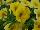 Cohen Propagation Nurseries: Calibrachoa  'Lime Yellow' 