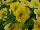 Caloha® Calibrachoa Lime Yellow 