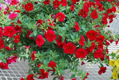 Cohen Propagation Nurseries: Caloha® Calibrachoa Real Red 