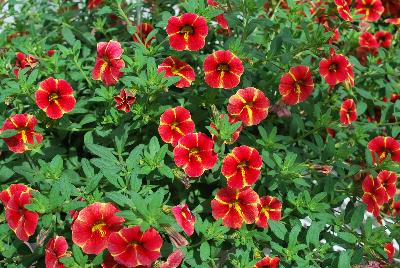 Cohen Propagation Nurseries: Caloha® Calibrachoa Red Yellow Star 