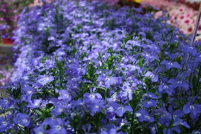 California® Lobelia Sky Blue 