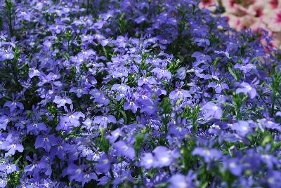 California® Lobelia Sky Blue 