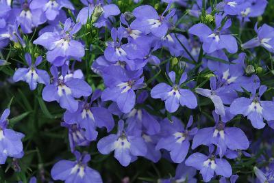 California® Lobelia Sky Blue 