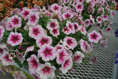 Cohen Propagation Nurseries: Happy® Petunia Pink Rose Vein 