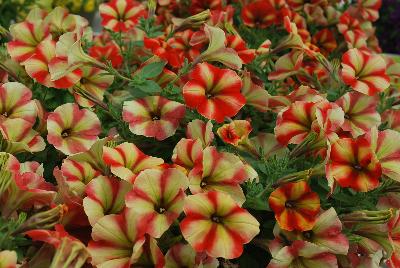 Cohen Propagation Nurseries: Happy® Petunia Yellow Orange Stripes 