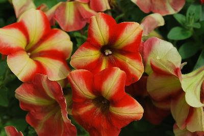 Happy® Petunia Yellow Orange Stripes 