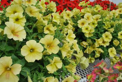 Cohen Propagation Nurseries: Happy® Petunia Marble Yellow 