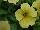 Happy® Petunia Marble Yellow 