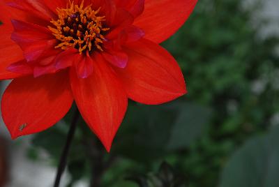 Dream® Dahlia Dream Time