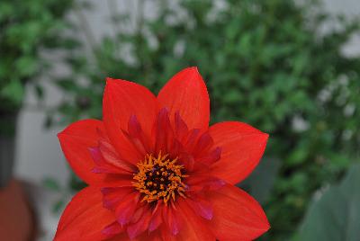 Dream® Dahlia Dream Time 