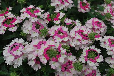 Cohen Propagation Nurseries: Tiara® Mickey Verbena Rose White 