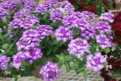 Cohen Propagation Nurseries: Tiara® Mickey Verbena Blue Lavender 