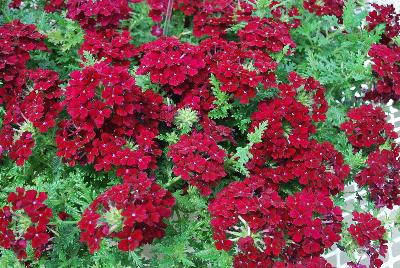 Lapel Verbena Burgundy 