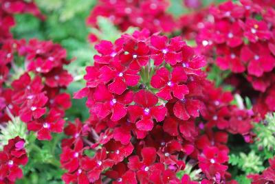 Lapel Verbena Burgundy 