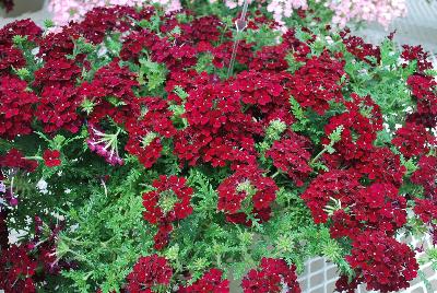 Lapel Verbena Burgundy 