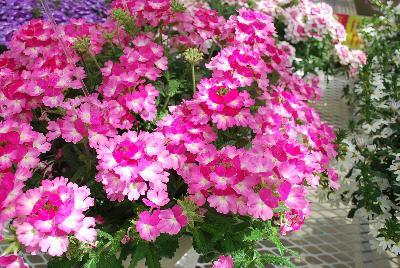 Cohen Propagation Nurseries: Tiara® Mickey Verbena Magenta Pink 