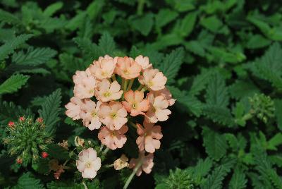 Cohen Propagation Nurseries: Samira® Verbena Peach 