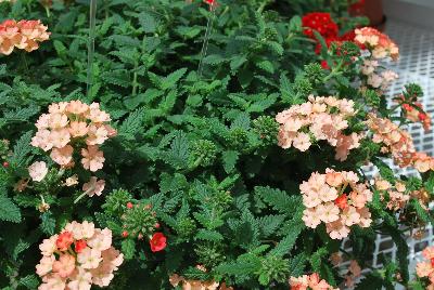 Samira® Verbena Peach