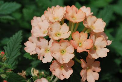 Cohen Propagation Nurseries: Samira® Verbena Peach 