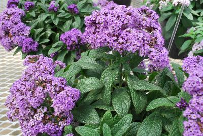 Nautilus® Heliotropium Blue 