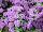 Cohen Propagation Nurseries: Ageratum  'Violet Improved' 