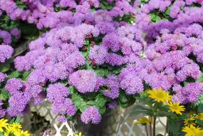 Ageratum Ariella® 'Violet Improved'