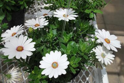Osteospermum Astra® 'White Pink Blush'