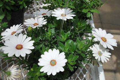 Osteospermum Astra® 'White Pink Blush'