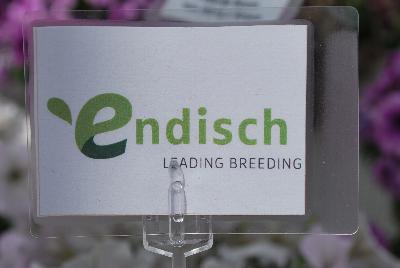 Seen @ Spring Trials 2016.: From COHEN Propagation @ Pacific Plug & Liner, Spring Trials 2016: featuing Endisch breeding.  Leading Breeding.