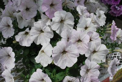 Petunia Boom® 'Vein White n' Stripes'