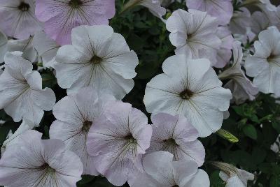 Cohen Propagation Nurseries: Boom® Petunia Vein White n' Stripes 