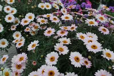 Honeybees® Argyranthemum 1607 Double White Pink 